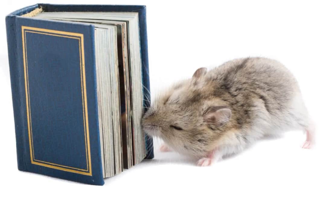 Nie mam się w co ubrać chomikuj - legalne źródła i stylowe porady